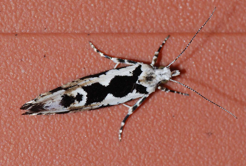 1 Ypsolophidae - Ypsolopha sequella